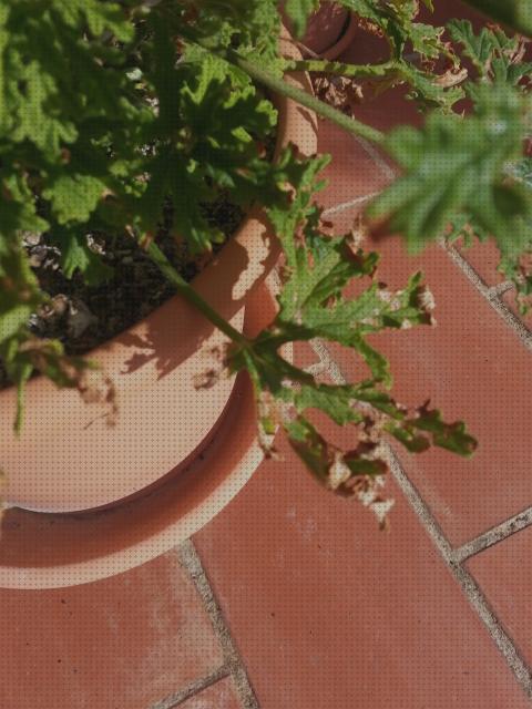 ¿Dónde poder comprar geranio antimosquito lampara antimosquito geranio antimosquito hojas secas?
