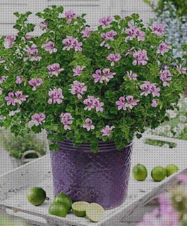 ¿Dónde poder comprar geranio antimosquitos antimosquitos geranio antimosquitos pelargonium graveolens?