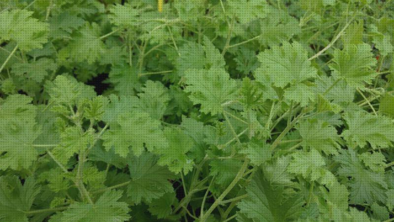 Las mejores marcas de geranio antimosquitos antimosquitos geranio antimosquitos pelargonium graveolens