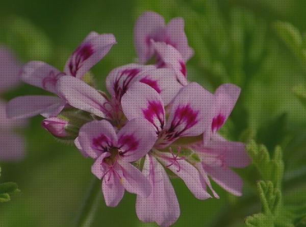 Las mejores geranio antimosquitos antimosquitos geranio antimosquitos pelargonium graveolens