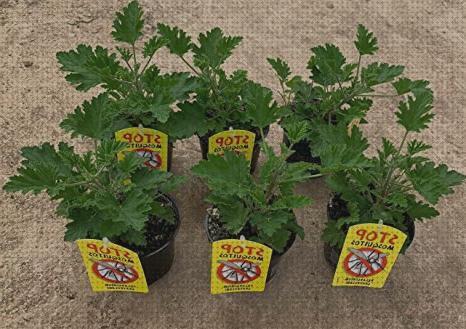 Los mejores 20 Geranio Antimosquitos Pelargonium Graveolens