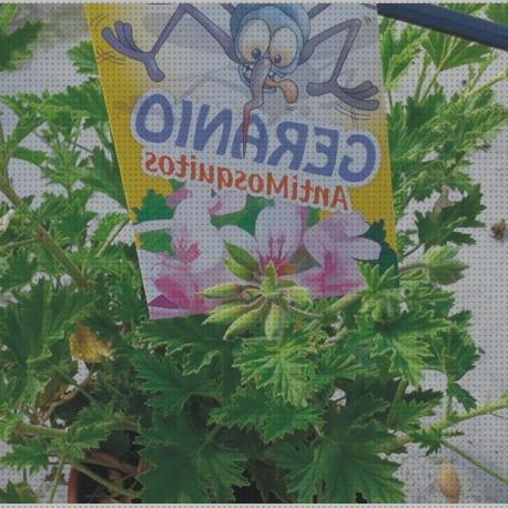 ¿Dónde poder comprar lampara antimosquito greranio antimosquito?