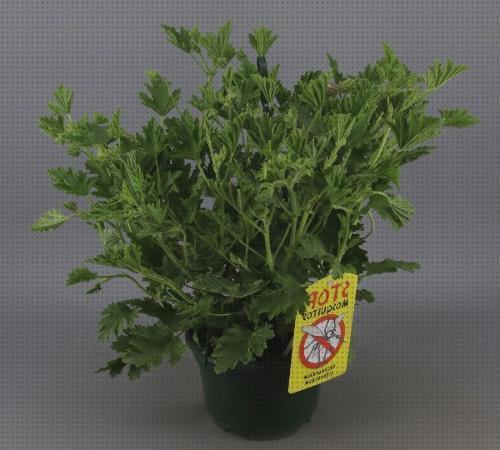 Mejores 43 greranio antimosquito para comprar