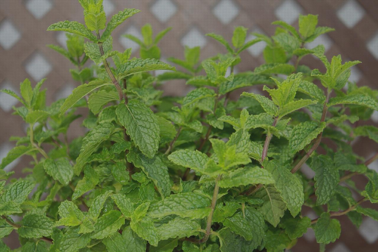 ¿Dónde poder comprar Más sobre antimosquitos mechero Más sobre antimosquitos sonata antimosquitos hierbabuena antimosquitos?