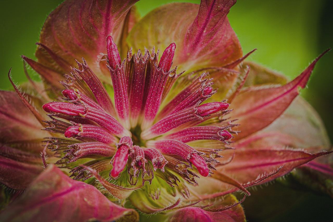 Las mejores marcas de Más sobre antimosquitos mechero Más sobre antimosquitos sonata antimosquitos hierbabuena antimosquitos