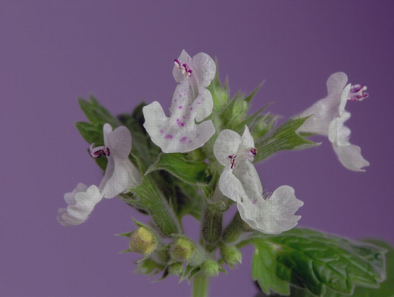 Las mejores Más sobre antimosquitos mechero Más sobre antimosquitos sonata antimosquitos hierbabuena antimosquitos