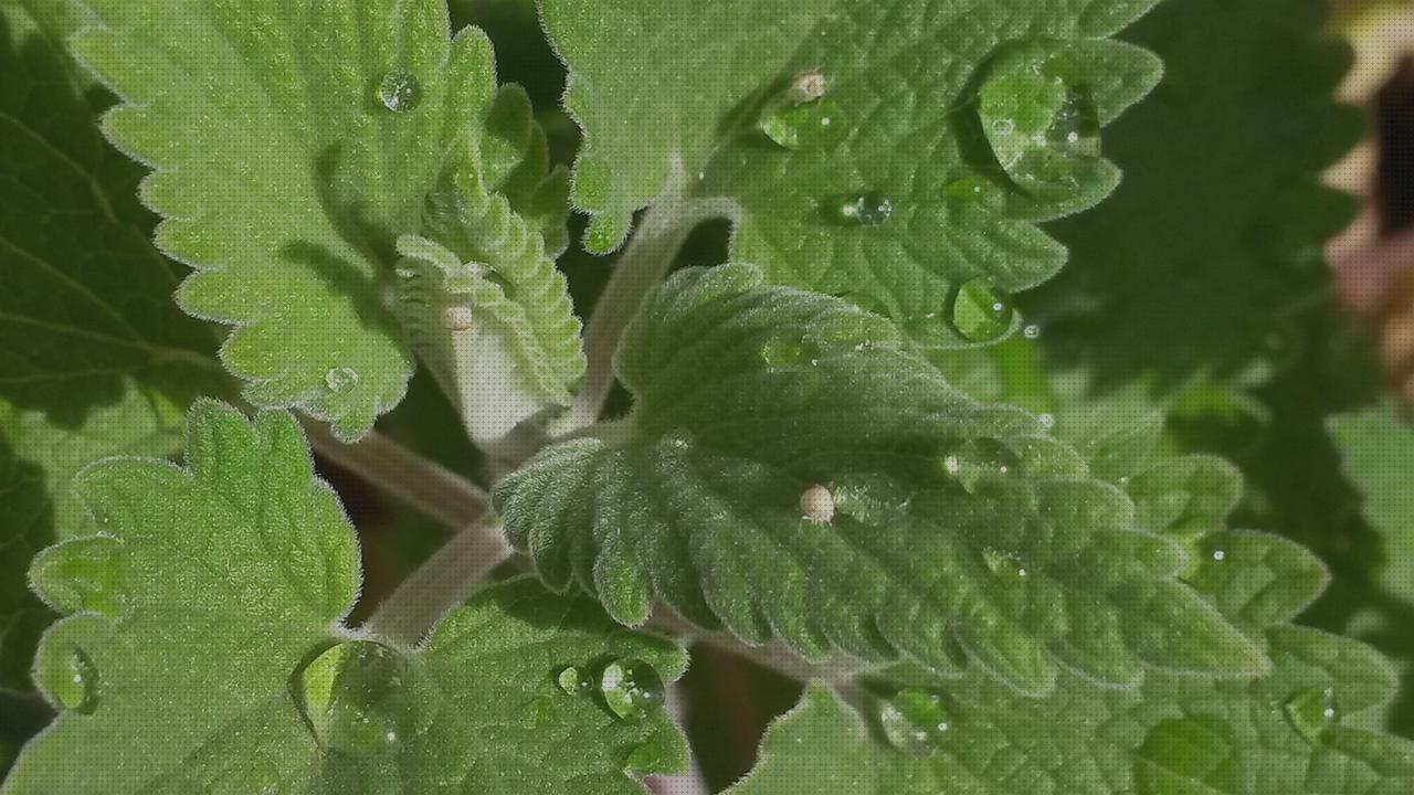 Análisis de las 26 mejores hierbabuena antimosquitos bajo análisis