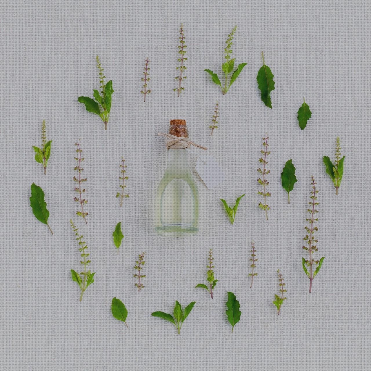 Review de las 23 mejores hierbas aromaticas antimosquitos