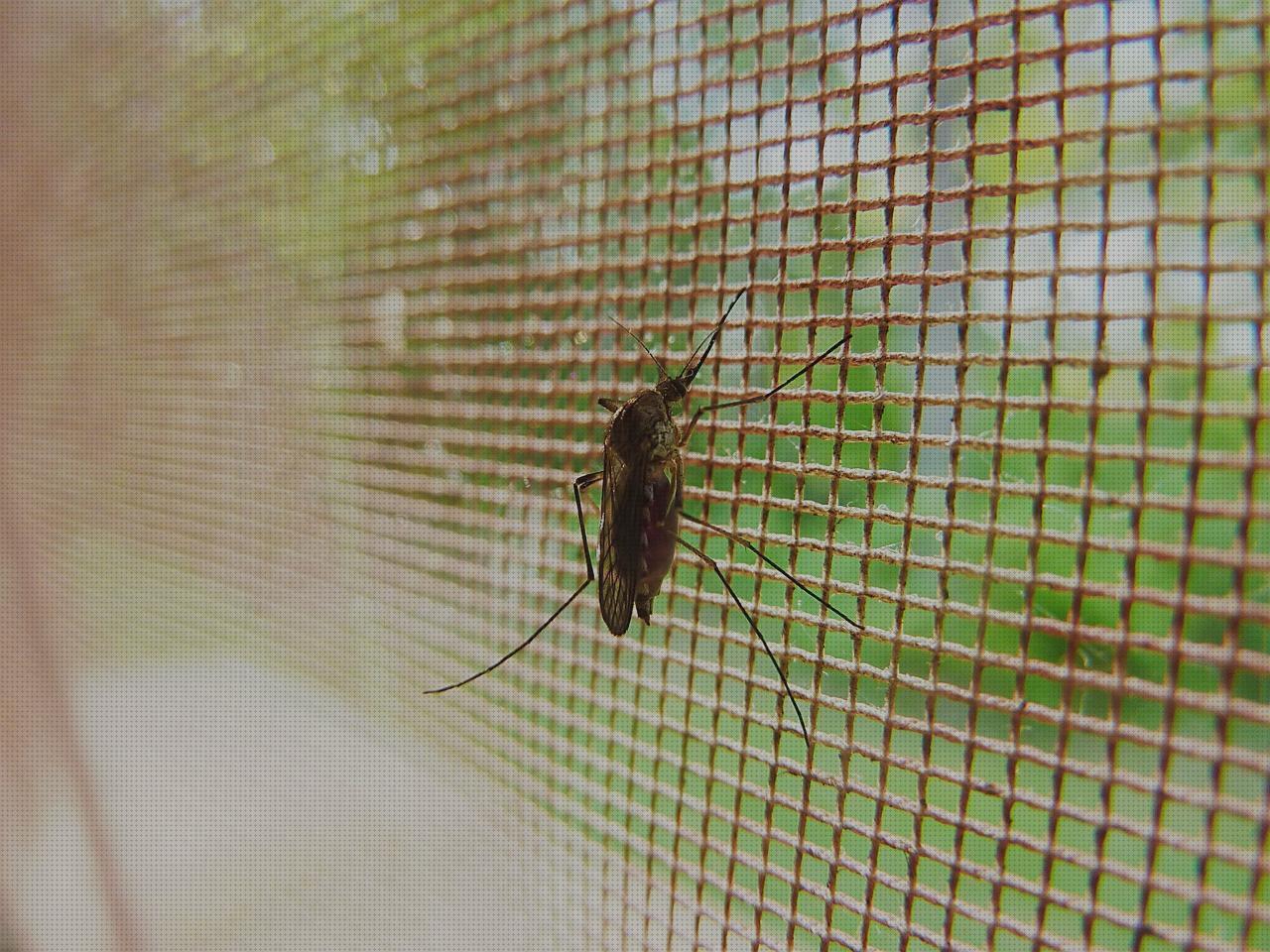 Las mejores marcas de insecticida antimosquitos antimosquitos insecticida antimosquitos eléctrico
