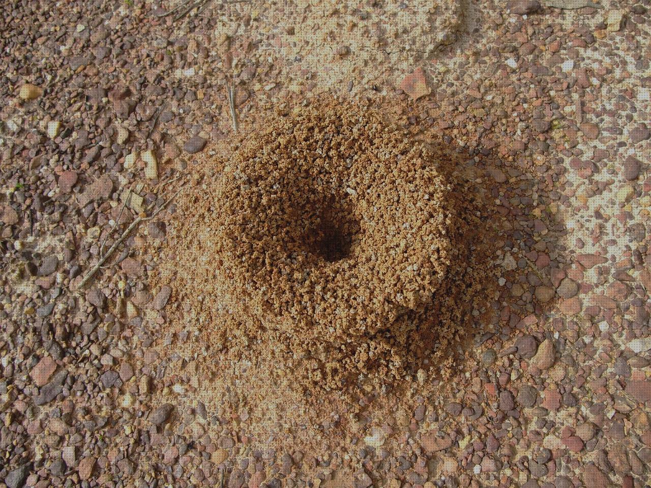 Las mejores insecticida antimosquitos antimosquitos insecticida antimosquitos exterior