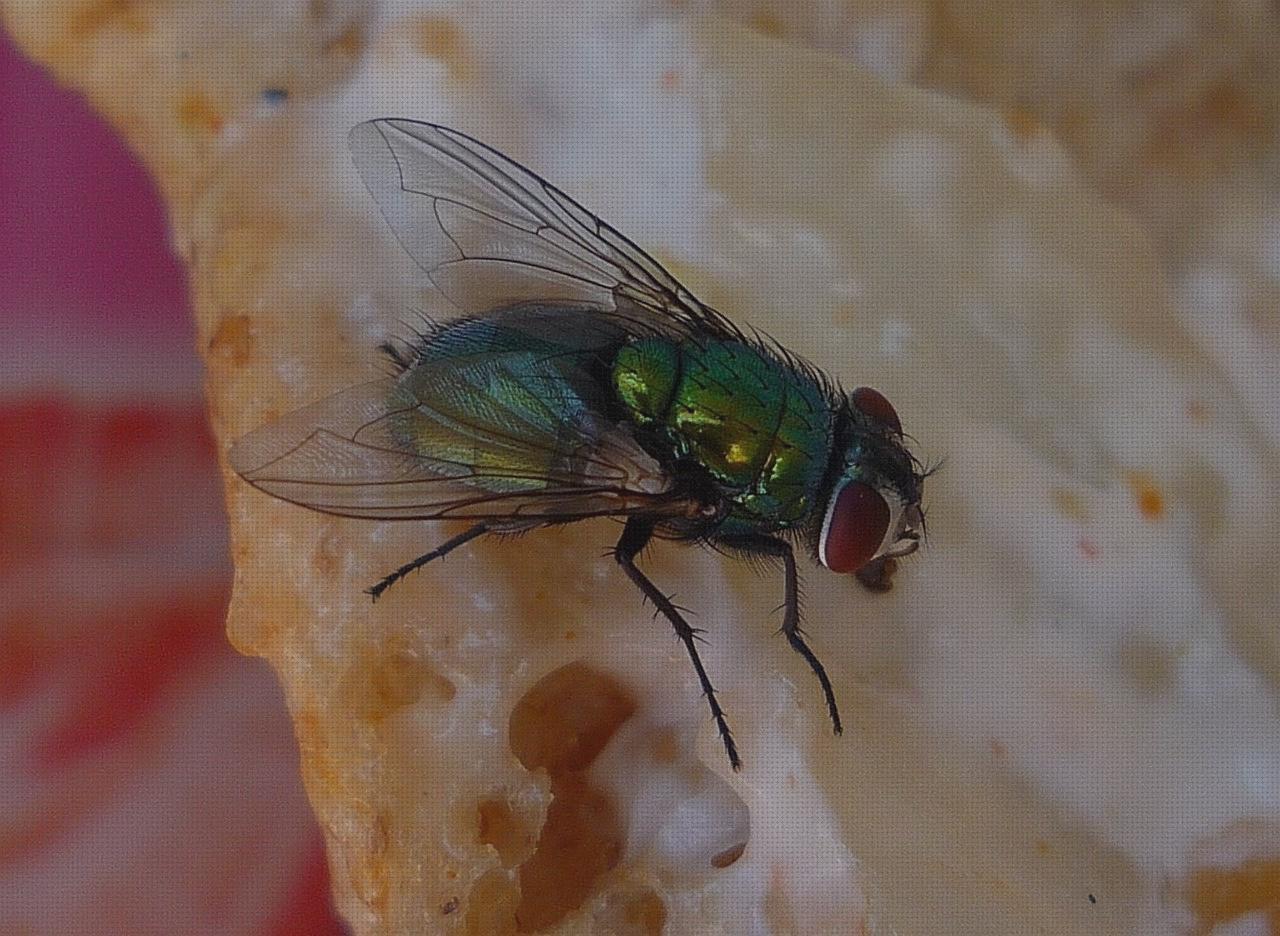 Las mejores marcas de plantas antimosquitos antimosquitos insecticida antimosquitos plantas