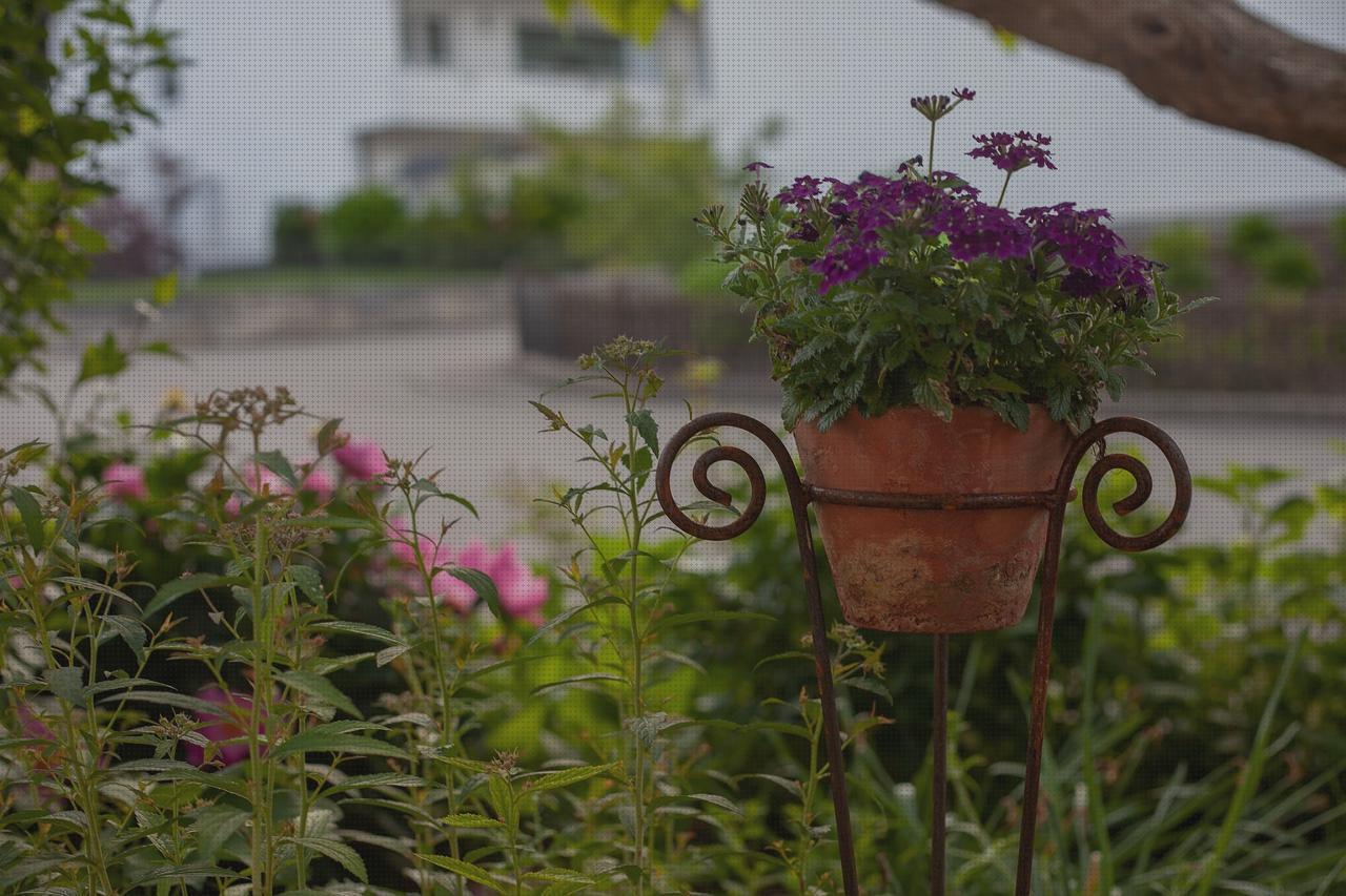 Las mejores marcas de plantas antimosquitos antimosquitos jardineras con plantas antimosquitos