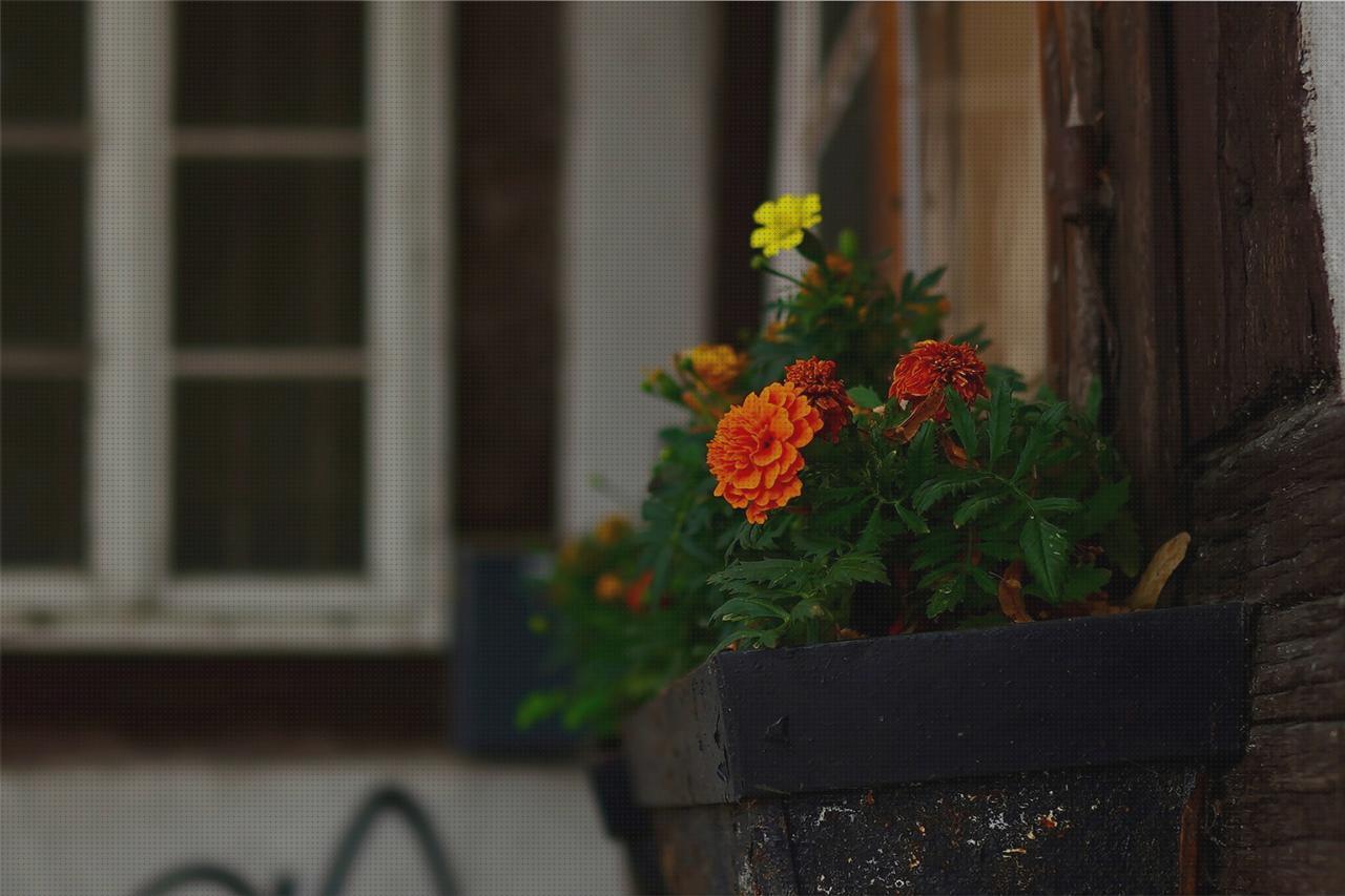 Opiniones de los 21 mejores Jardineras Con Plantas Antimosquitos