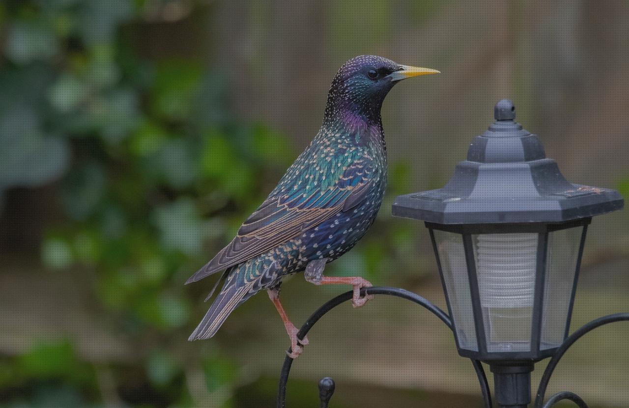 Las mejores marcas de lampara plumas Más sobre lampara dyson Más sobre linterna spetton lampara de plumas