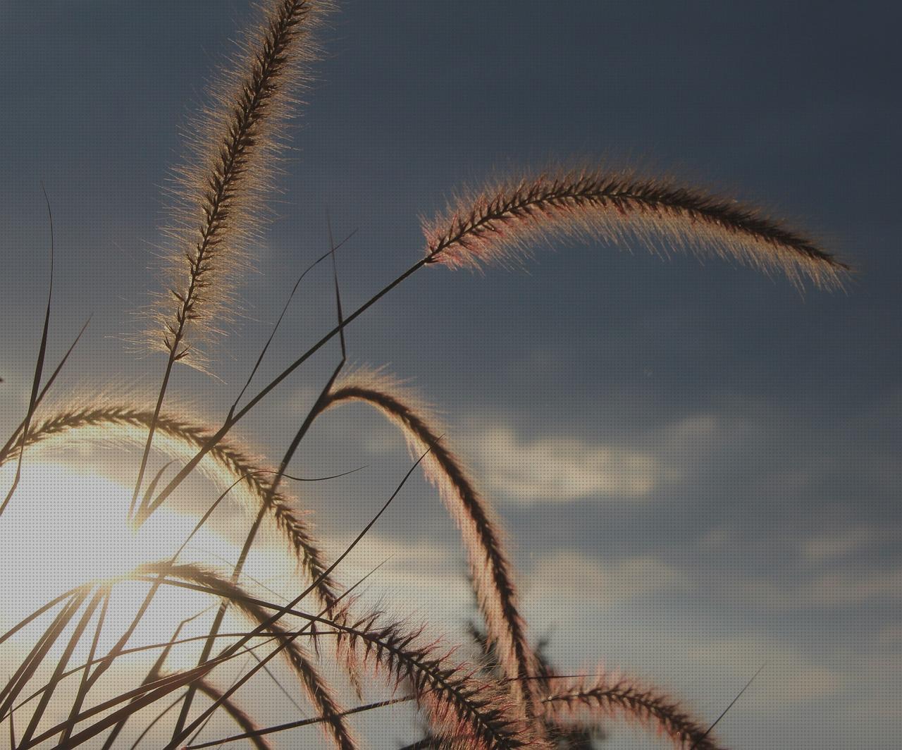 Review de lampara de plumas