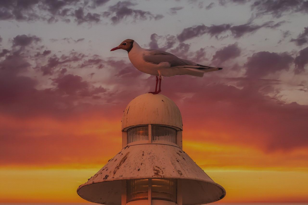 Las mejores Más sobre lampara isebie Más sobre lampara dyson Más sobre linterna spetton lampara gaviotas