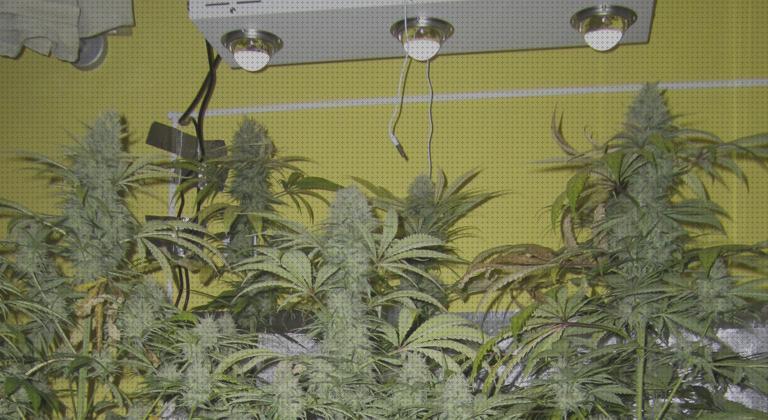 ¿Dónde poder comprar lampara led crecimiento Más sobre lampara nocturna led lámpara led lampara led crecimiento y floracion?