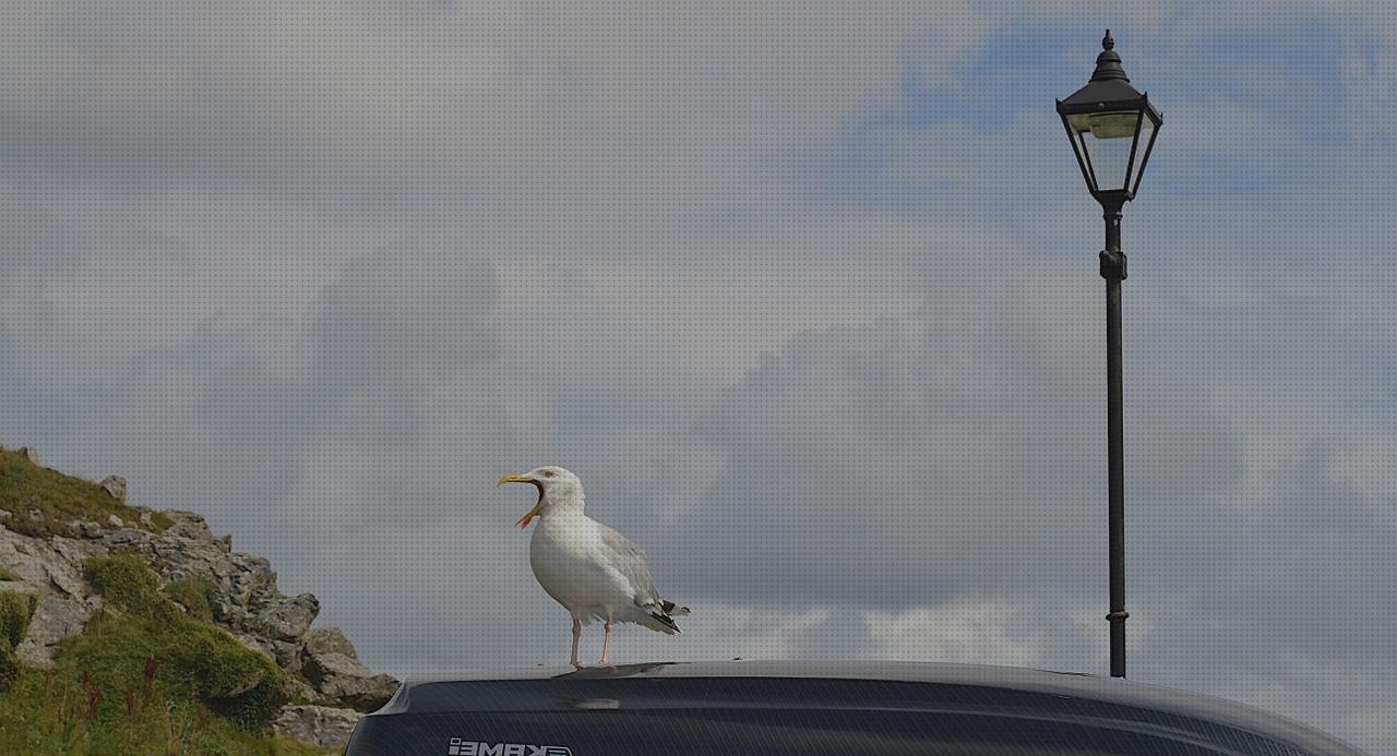 Opiniones de las 22 mejores Lámparas Techos Pajaros