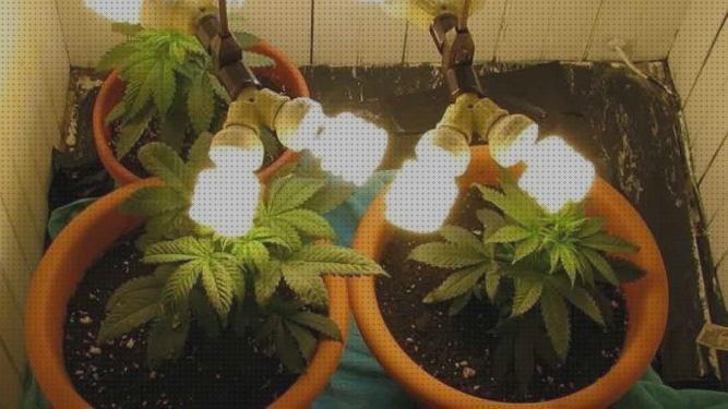 ¿Dónde poder comprar lamparas led led lamparas led cannabis?