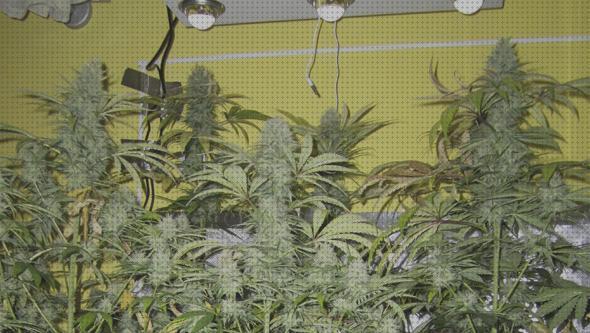 Review de led cob cultivo