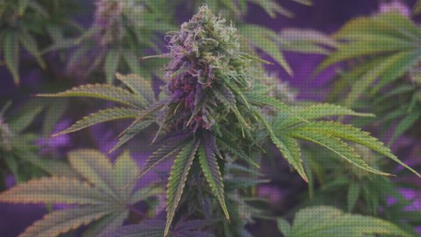Las mejores led cob led led cob xino cultivo