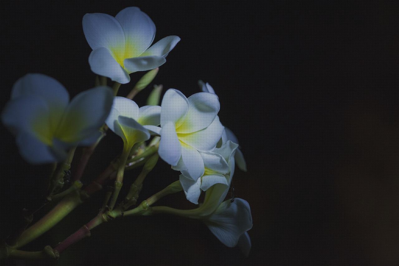 ¿Dónde poder comprar led lights led led garden lights?