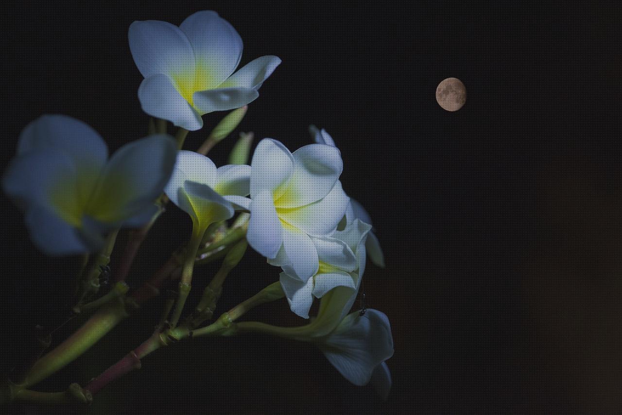 Review de los 18 mejores led gardens lights