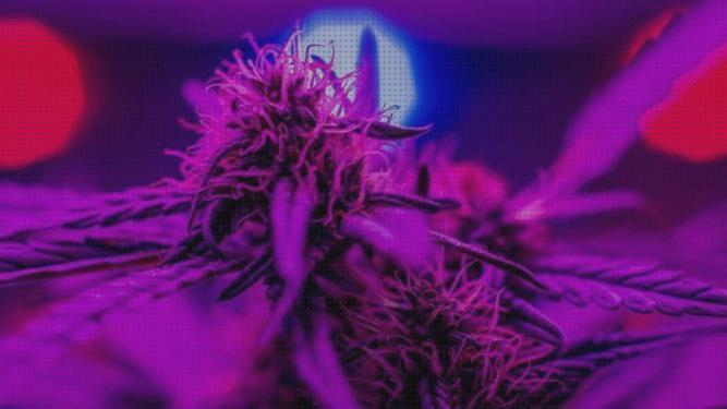TOP 32 leds cultivos 2020