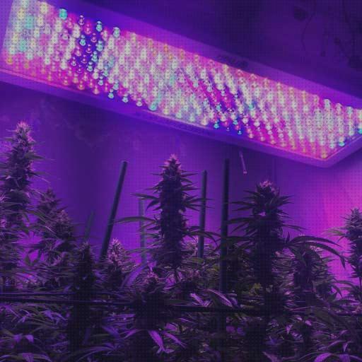 Review de luces led cultivo