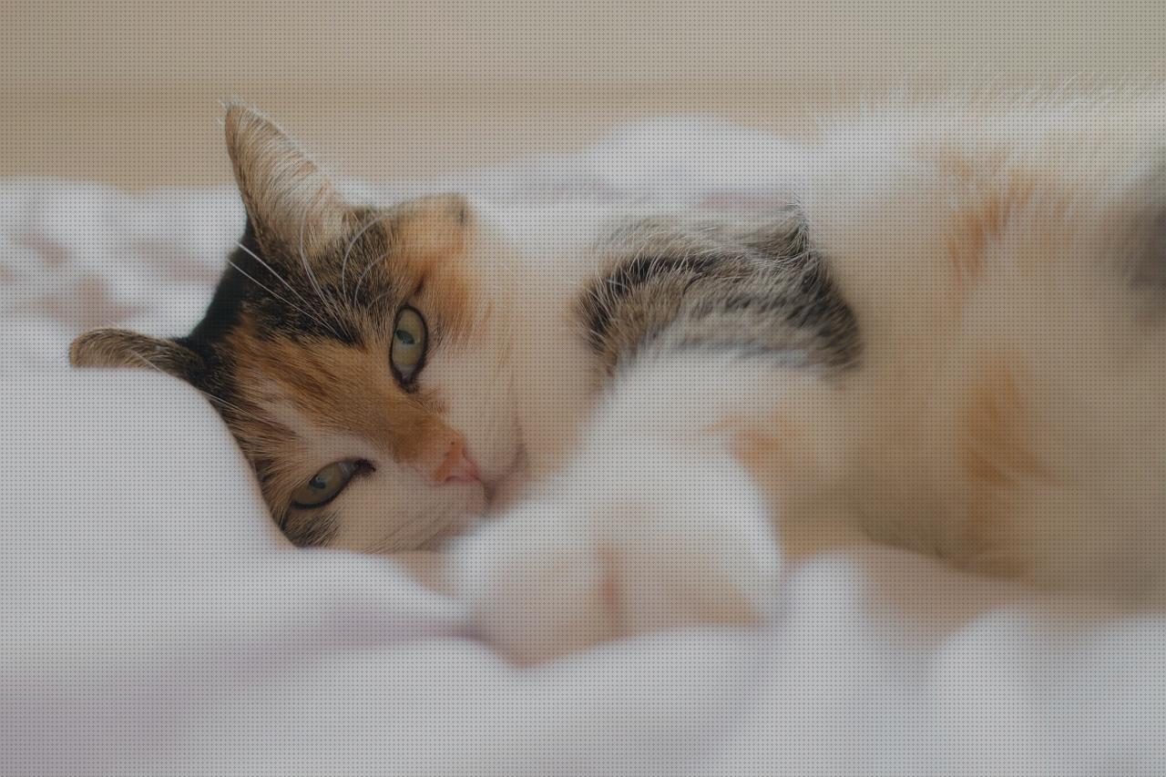 ¿Dónde poder comprar hierbabuena antimosquitos Más sobre antimosquitos mechero Más sobre antimosquitos sonata menta de gato antimosquitos?