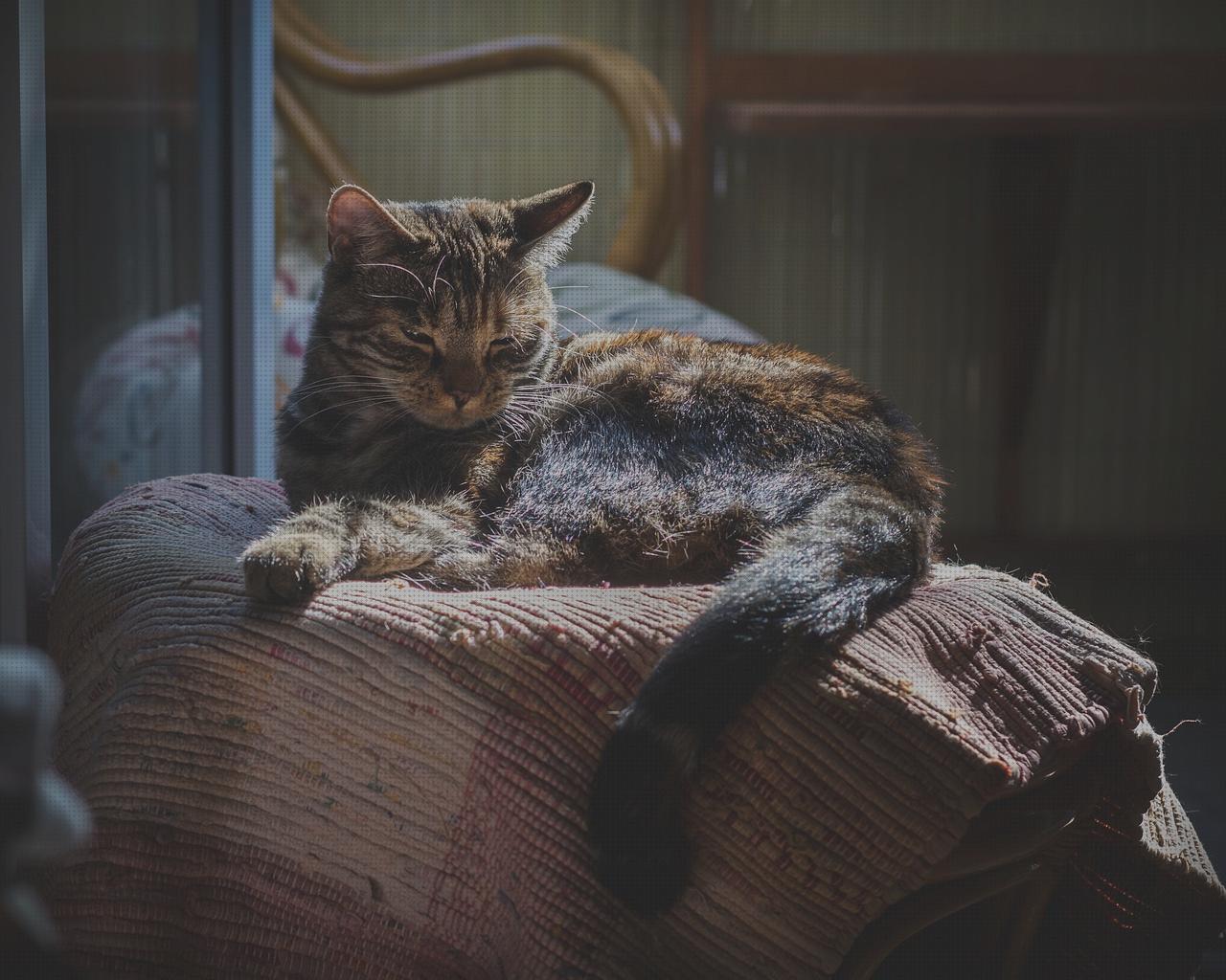 Las mejores marcas de hierbabuena antimosquitos Más sobre antimosquitos mechero Más sobre antimosquitos sonata menta de gato antimosquitos