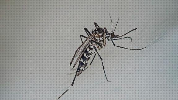 Las mejores marcas de antimosquitos natural honey Más sobre pulsera antimosquitos ladybug Más sobre tiamina antimosquitos natural honey crema hidratante antimosquitos