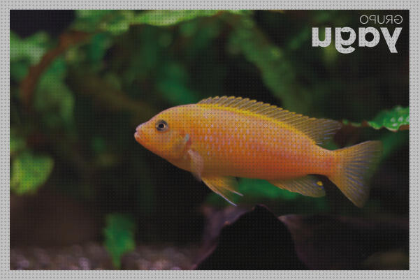 Las mejores marcas de led 2020 led pantalla led acuario 2020