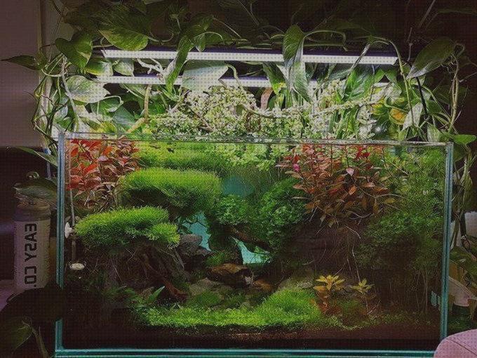 Las mejores led 2020 led pantalla led acuario 2020
