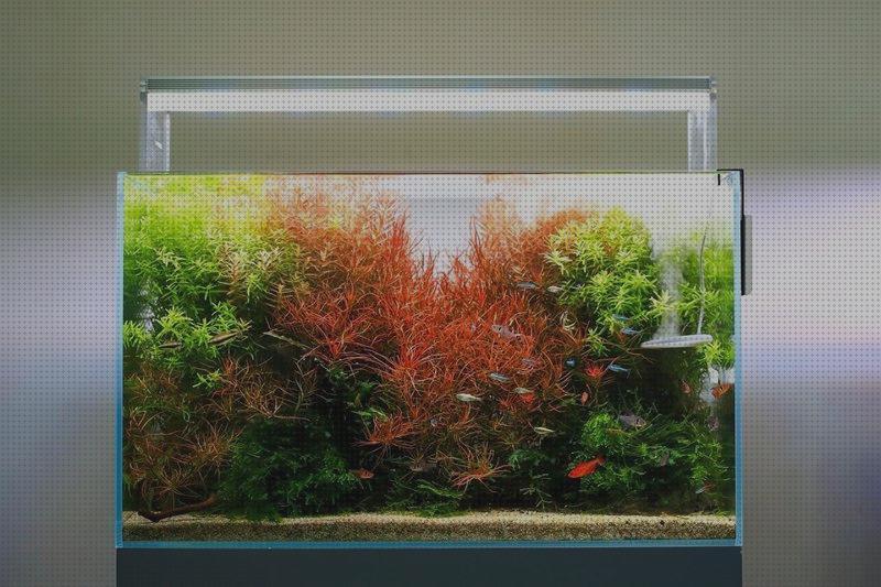 Review de pantalla led acuario plantado