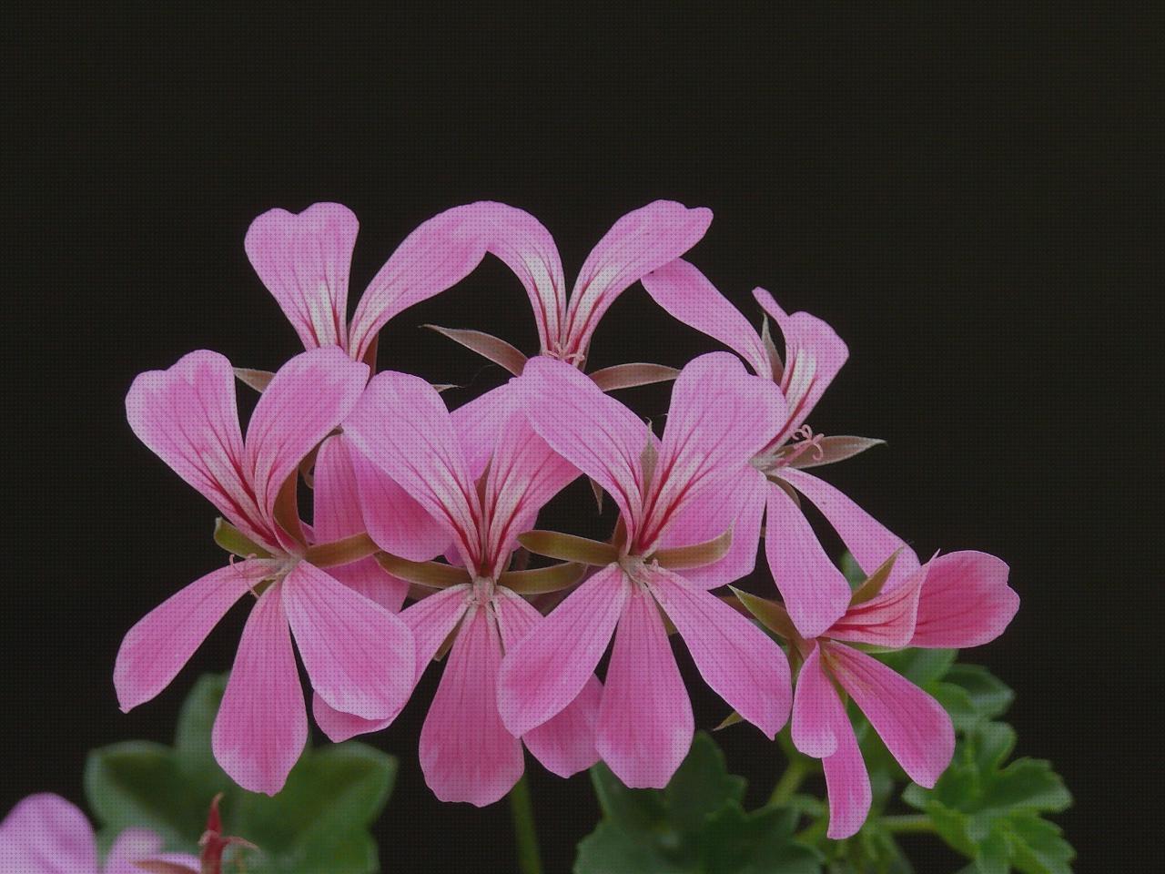¿Dónde poder comprar pelargonium antimosquitos Más sobre antimosquitos mechero Más sobre antimosquitos sonata pelargonium antimosquitos cuidados?