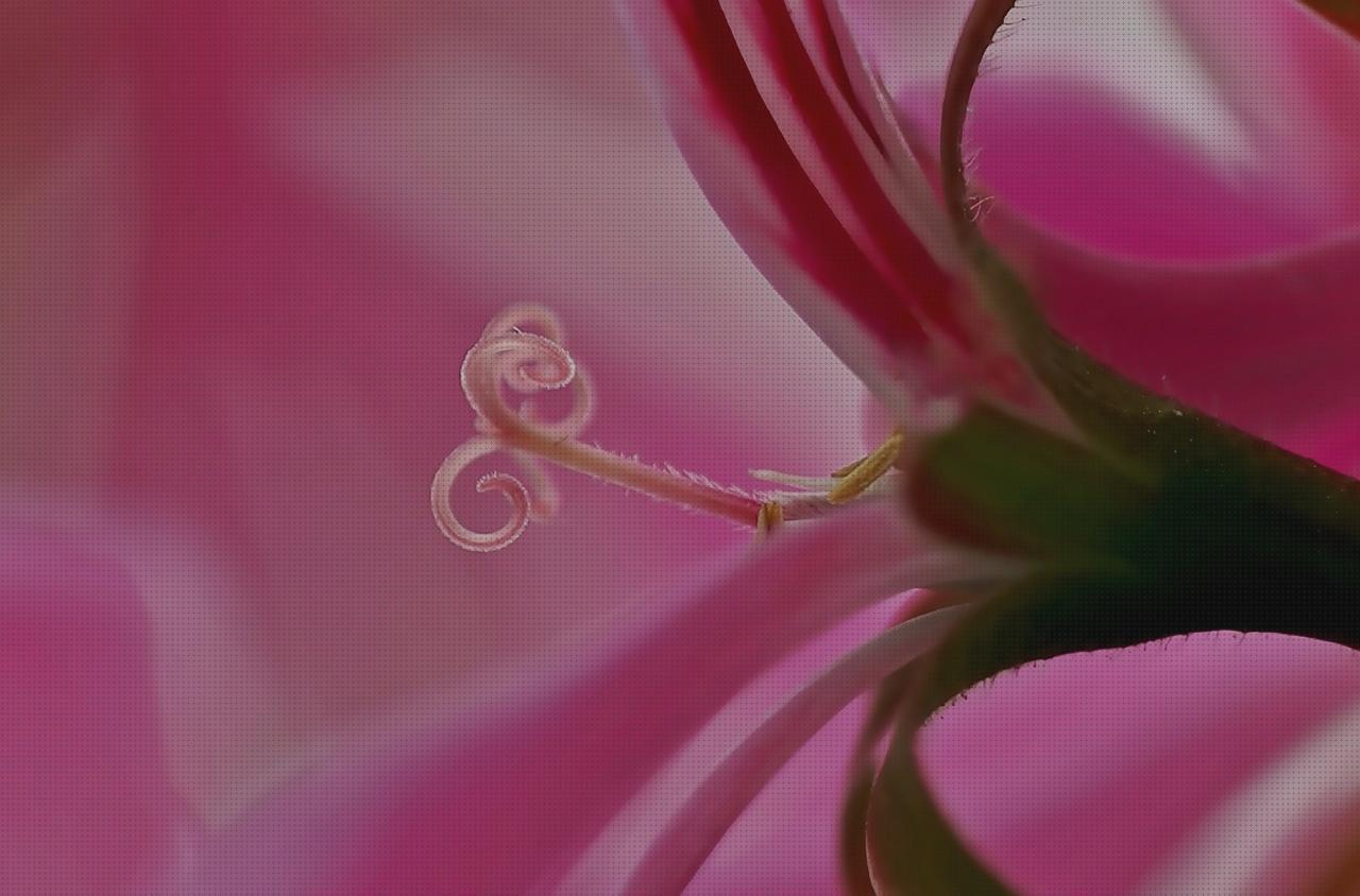 Las mejores pelargonium antimosquitos Más sobre antimosquitos mechero Más sobre antimosquitos sonata pelargonium antimosquitos cuidados