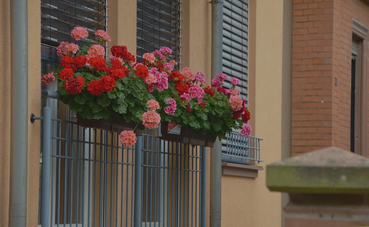 Review de pelargonium antimosquitos cuidados