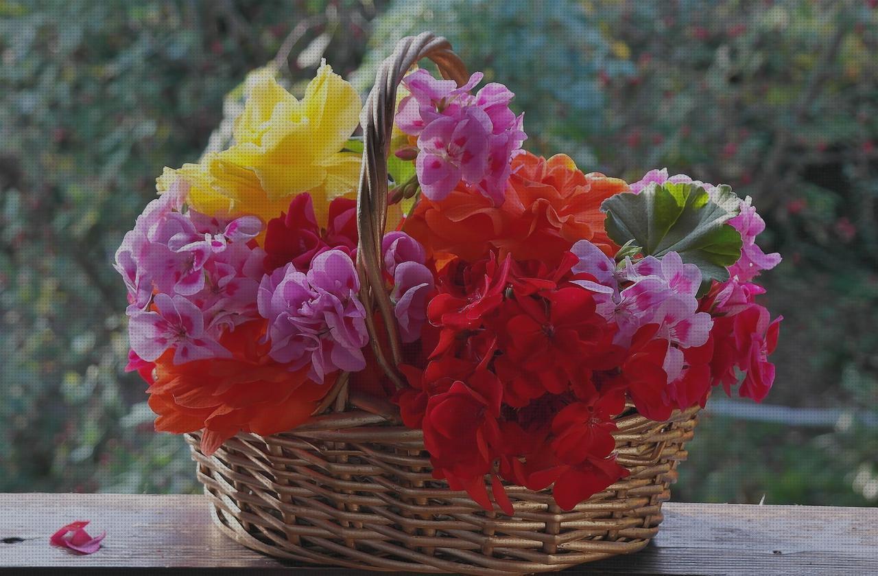 Los 21 Mejores pelargonium antimosquitos cuidados