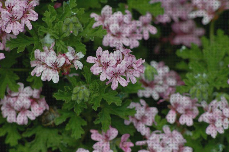 Mejores 23 pelargonium hybride antimosquitos a la venta