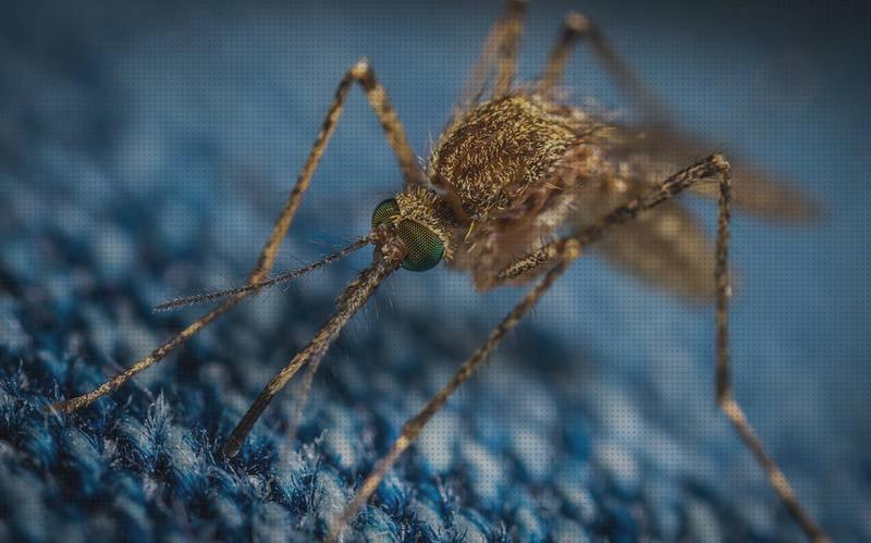 Review de permetrina antimosquitos