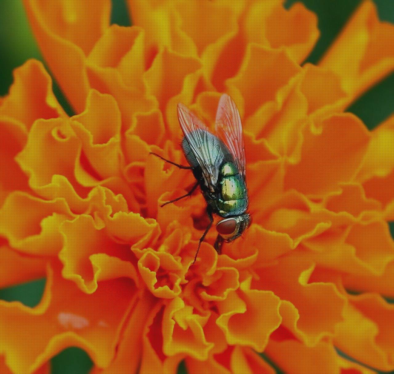 ¿Dónde poder comprar antimosquitos natural antimosquitos plaguicidas naturales antimosquitos?