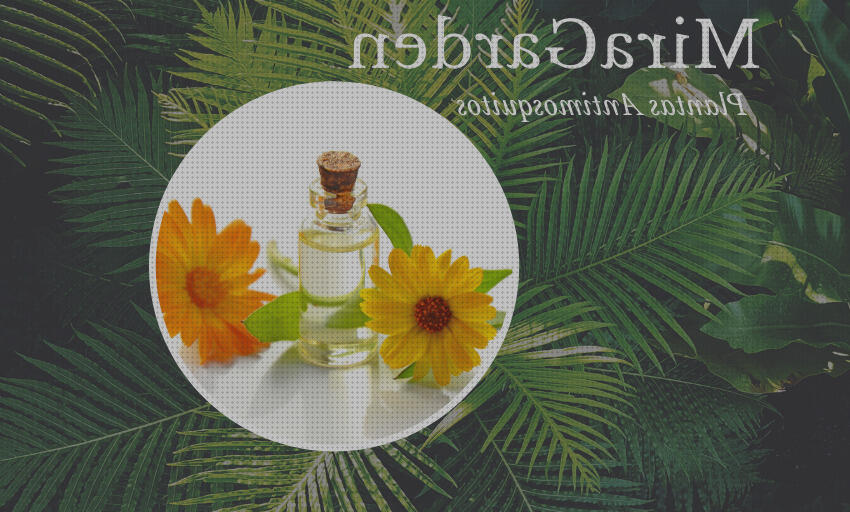 Review de planhtas antimosquitos