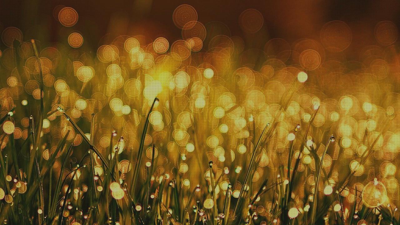 Las mejores plantas antimosquitos antimosquitos plantas antimosquitos albahaca