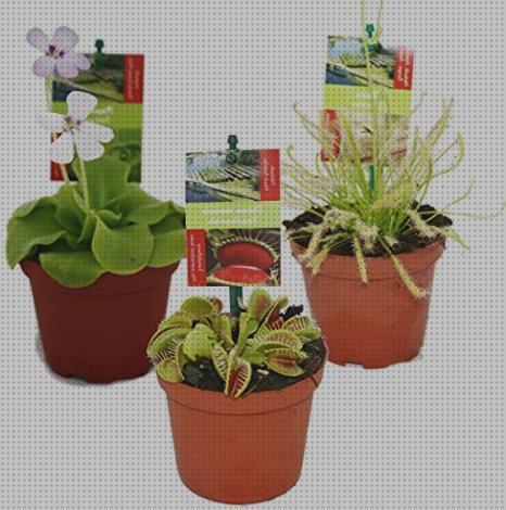 ¿Dónde poder comprar plantas antimosquitos antimosquitos plantas antimosquitos en maceta?