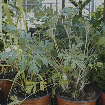 Las mejores marcas de plantas antimosquitos antimosquitos plantas antimosquitos en maceta