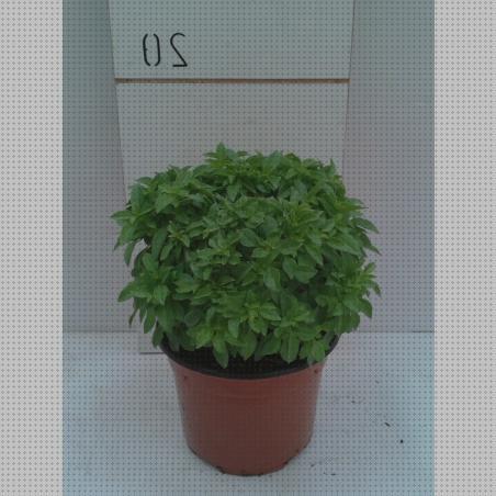 Las mejores plantas antimosquitos antimosquitos plantas antimosquitos en maceta