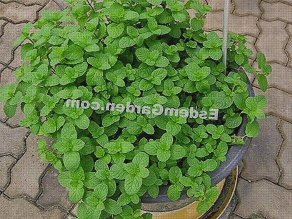 ¿Dónde poder comprar plantas antimosquitos antimosquitos plantas antimosquitos interior?