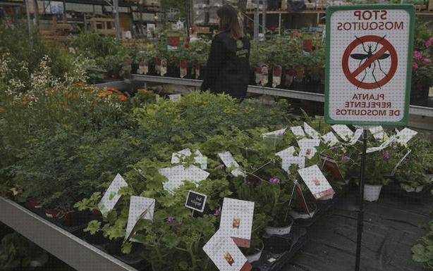 Las mejores marcas de plantas antimosquitos antimosquitos plantas antimosquitos interior