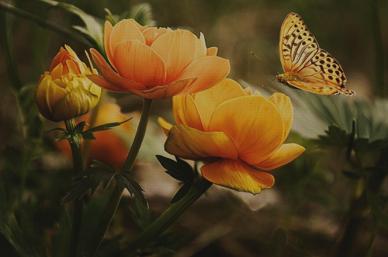 ¿Dónde poder comprar plantas antimosquitos antimosquitos plantas antimosquitos jazmin?